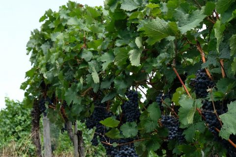 Bild 3 Weinrebe mit Trauben