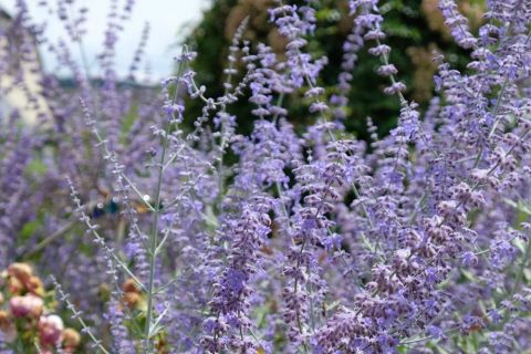 Bild 4 Bild zeigt Lavendel