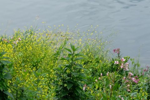 Bild 6 Blumen am Flussufer
